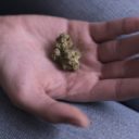Cannabis sans THC : une tendance qui s’accélère